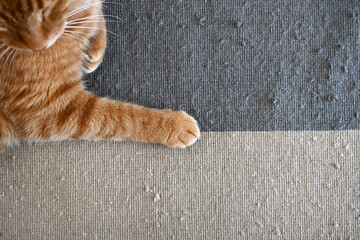 Ginger cat. Cat paws on rug or carpet with cat scratches. The concept of how to stop your cat...