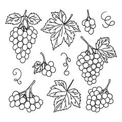 Set of vector grapes of different shapes and sizes, grape leaves, sketch of a bunch of grapes