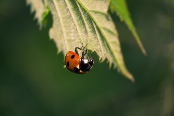 Ladybird upside down hanging onto a leaf.