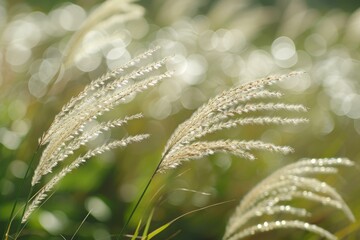 Close up of ornamental grass plumes swaying gently in the breeze, illuminated by sunlight creating a beautiful bokeh effect in the background