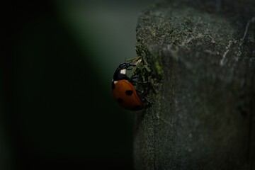 Ladybird climbing a wooden fence post.