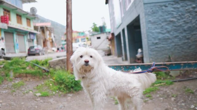 Closeup shot of a cute white dog staring at the camera while on side of the road. Cute pet puppy looks at the camera. Domestic pet background with copy space. Puppy looks at the camera and stares.