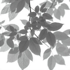 shadow overlay effect. Gray shadow of leaves isolated on white background. Plant foliage leaf shadow light effect. Mockup Blurred tree branch shadow. Ideal for summer spring design elements PNG