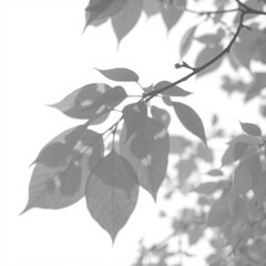 shadow overlay effect. Gray shadow of leaves isolated on white background. Plant foliage leaf shadow light effect. Mockup Blurred tree branch shadow. Ideal for summer spring design elements PNG