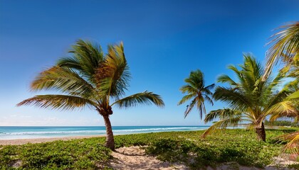 Obraz premium coconut trees next to the beach at the atlantic ocean