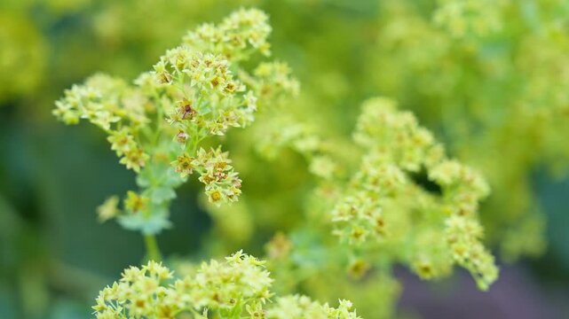 Close-up of blooming yellow-green lady's mantle flower (Alchemilla mollis) in soft natural light with a vibrant blurred background emphasizing the intricate floral detail and green foliage