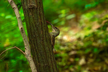 혓바닥을 내밀고 있는 청딱다구리