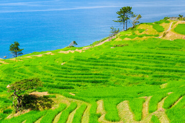 白米千枚田