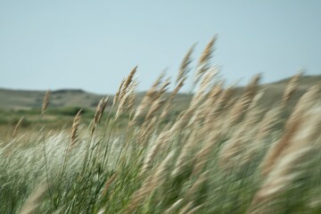 Blurred Grassy Field Under Blue Sky: Scenic Landscape and Nature.