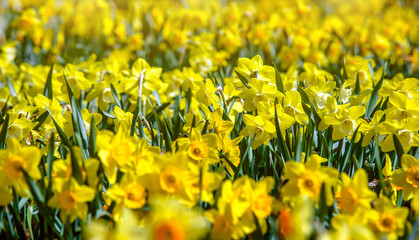 yellow daffodils on a green natural background
