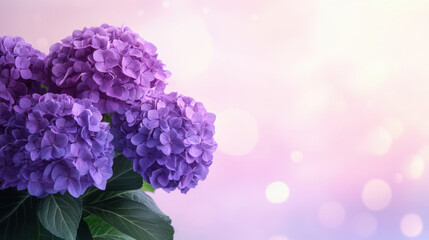 Obraz premium Cluster of glowing purple hydrangea flowers with green leaves against soft pink and white bokeh background creating calm mood