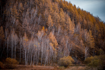 Fototapeta premium Birch forest in autumn in Arxan, Inner Mongolia, China
