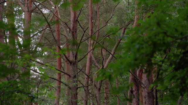 Green pine forest with trunk details visible