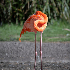 A pink Flamingo, resting, with its head tucked into ots body