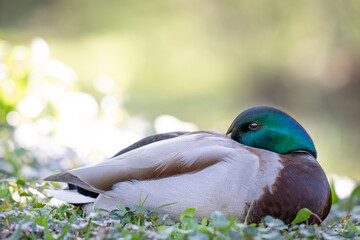 Close up of a Mallard Duck, resting.  The green head is tucked into the body