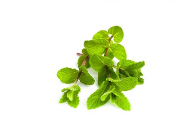 Mint branches with lush foliage arranged on a white background.