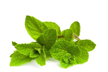 Mint branches with crisp leaves arranged on a white surface.