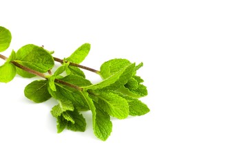 Peppermint branches with fresh leaves laid out on a white background.
