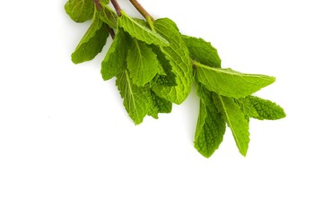 Fresh peppermint sprigs with vibrant green leaves on a clean white background.