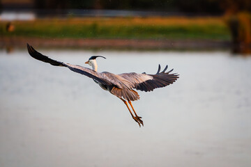Grey Heron flies over Druridge Pools Nature Reserve, which is close to the Northumberland coast and was a former opencast mine, now a popular reserve with wildfowl and waders in the wetland