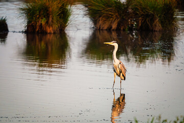 Grey Heron hunting in Druridge Pools Nature Reserve, which is close to the Northumberland coast and...