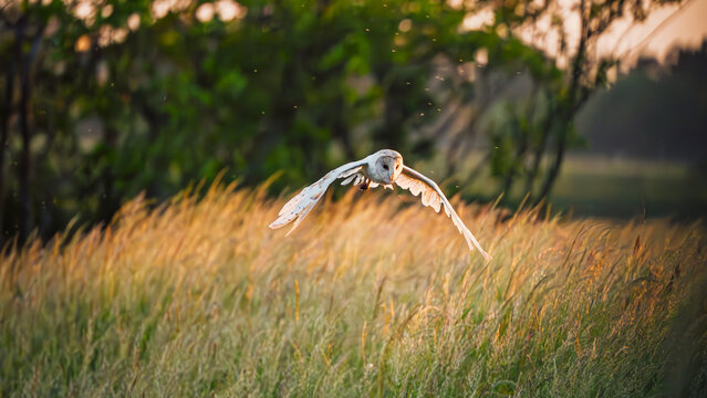 Barn Owl flies over meadow at Druridge Pools Nature Reserve, which is close to the Northumberland coast and was a former opencast mine, now a popular reserve with wildfowl and waders in the wetland