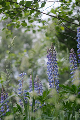 Stunning Blue Lupine Flowers in Beautiful and Colorful Bloom, Showcasing Natures Splendor