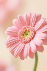 Pink Gerbera Daisy Close-Up on Soft Background