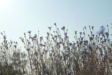 Delicate Wildflowers Stand Out Beautifully Against the Clear, Bright Blue Sky Above Them