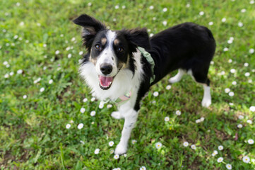 Cute and happy border collie dog puppy on the green lawn