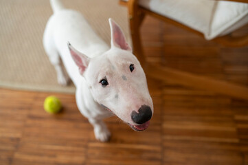 Cute bull terrier puppy at home looking ap at the camera and begging to play with him