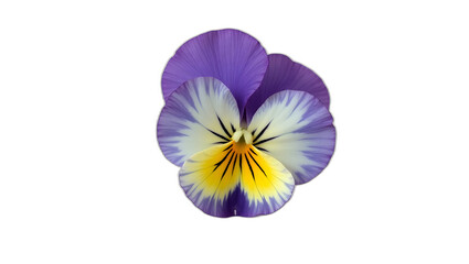 Photorealistic image of a pansy (Viola tricolor) flower isolated on transparent background. Five velvety petals with vivid color contrast and dark central pattern. Botanical macro with soft lighting.