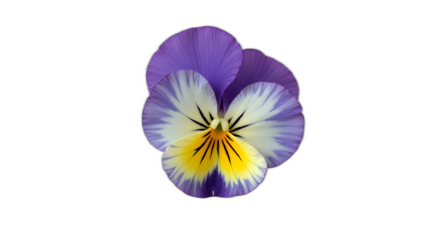 Photorealistic image of a pansy (Viola tricolor) flower isolated on transparent background. Five velvety petals with vivid color contrast and dark central pattern. Botanical macro with soft lighting.