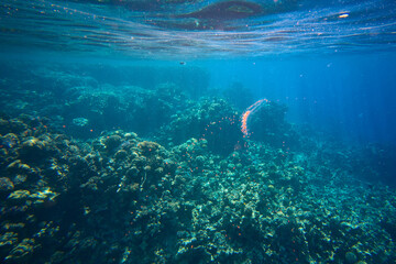 Agalma okeni is a species of siphonophore in the family Agalmatidae. Coral reef in Red sea, Sharm...