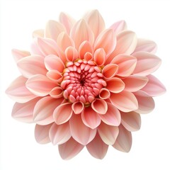 Beautiful Pink Chrysanthemum Flower with Delicate Petals Showcasing Nature's Artistry Against a Clean White Background for Stunning Visual Appeal