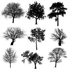 Collection of Silhouetted Deciduous and Evergreen Trees in Winter and Spring.