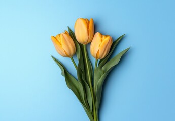 Vibrant Yellow Tulips on a Soft Blue Background for Fresh Floral Aesthetic in Flat Lay Composition