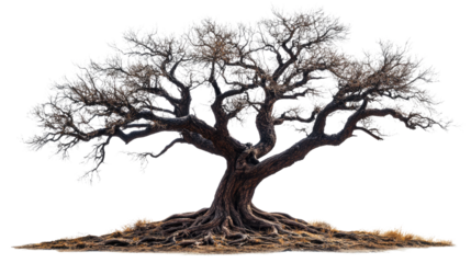 Isolated dead tree with barren branches, stark against a white background, symbolizing nature's resilience on white background.