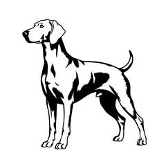 Elegant Weimaraner dog breed illustration. Weimaraner silhouette shows graceful posture and athletic build. This Weimaraner image is perfect for dog breed guides, pet blogs, or animal-themed designs.