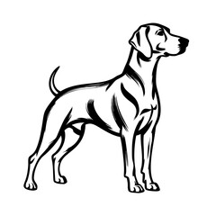 Fototapeta premium Elegant Vizsla dog breed portrait. Vizsla standing proudly, showcasing its sleek muscular build and graceful posture. This Vizsla image is perfect for dog breed identification guides, pet websites.