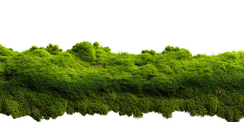 Lush green moss growing on a surface with a black background, creating a natural texture and organic element for design and decoration Concept of nature, growth, and environment
