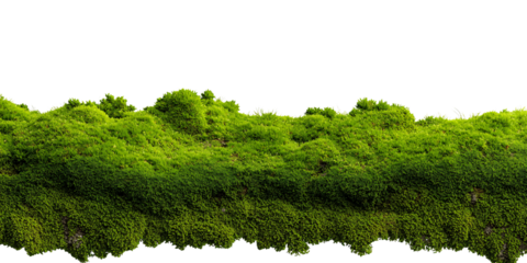 Lush green moss growing on a surface with a black background, creating a natural texture and organic element for design and decoration Concept of nature, growth, and environment