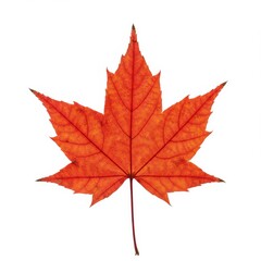 Obraz premium A vibrant red maple leaf isolated on white background