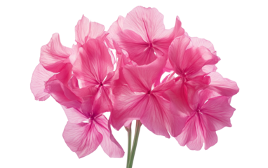 Close up of a vibrant cluster of pink phlox blossoms paired with bright green foliage showing detailed floral textures and lively natural colors isolated on transparent background PNG