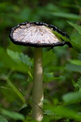 Shaggy ink cap mushroom (Coprinus comatus) in October with black edges, vertical