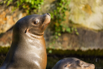 pair of California sea lions bask in sun. Zalophus californianus.