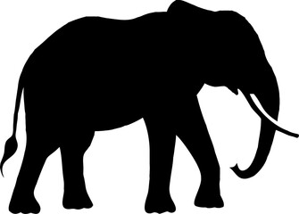 Fototapeta premium African elephant walking isolated on white background with large trunk and tusks