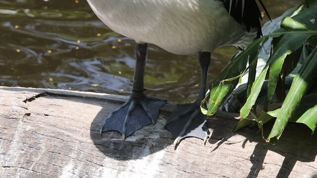 Close-Up of Pelican Feet Standing on Log Near Water