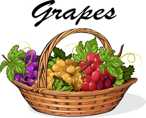 Basket with multi-colored grapes.Vector illustration with multicolored grapes in a wicker basket on a transparent background with text.
