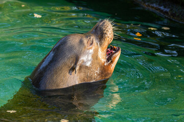 pair of California sea lions bask in sun. Zalophus californianus.